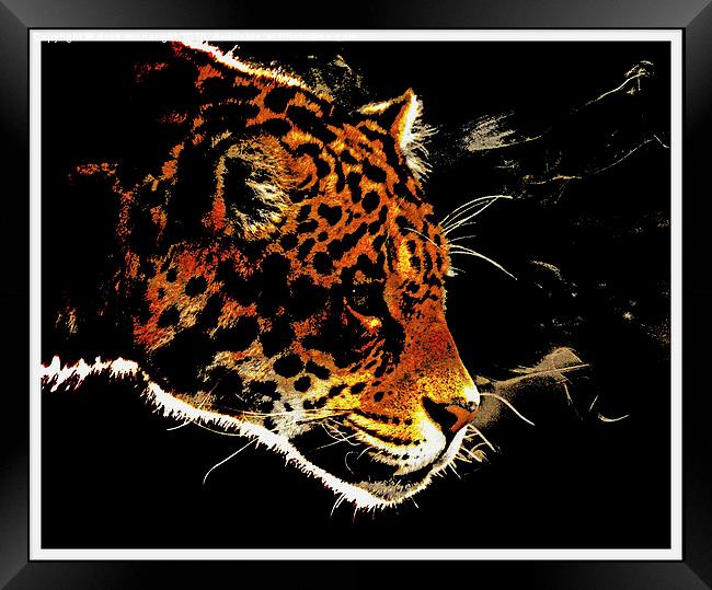  Jaguar Framed Print by dave mcnaught