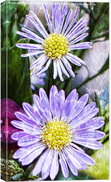  Purple Asters Canvas Print by dave mcnaught