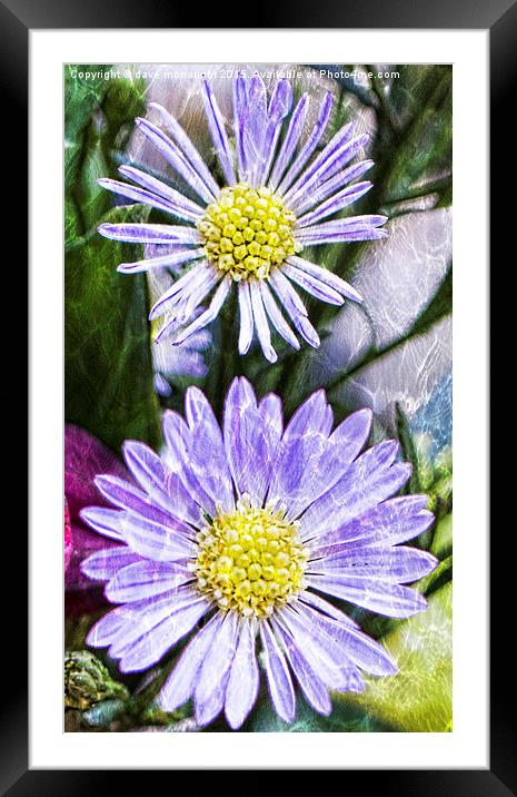  Purple Asters Framed Mounted Print by dave mcnaught