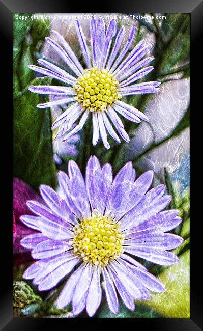  Purple Asters Framed Print by dave mcnaught