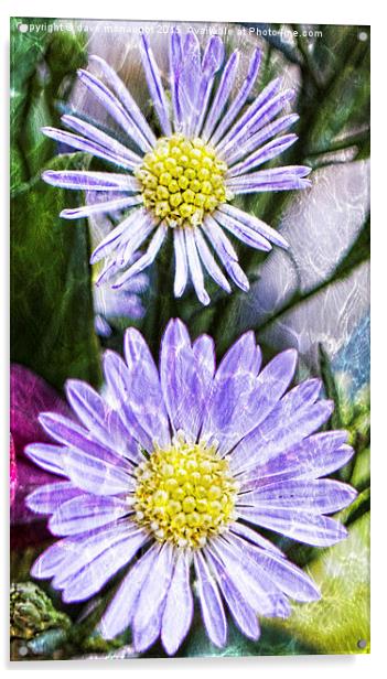  Purple Asters Acrylic by dave mcnaught