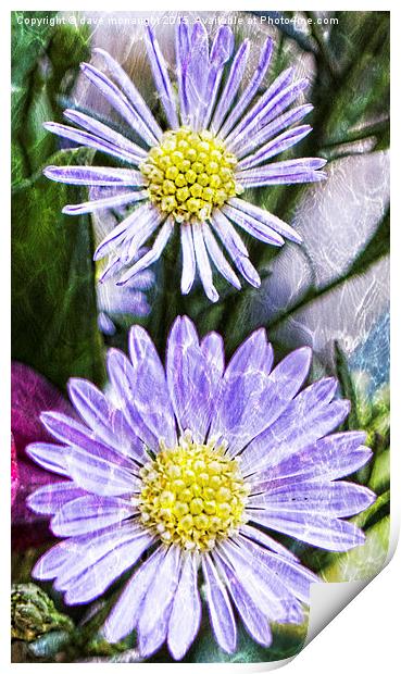  Purple Asters Print by dave mcnaught