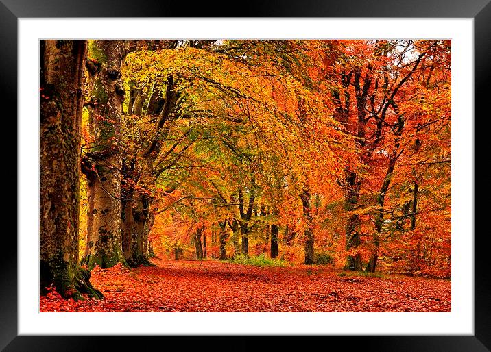  Autumn Walk Framed Mounted Print by Mark Pritchard