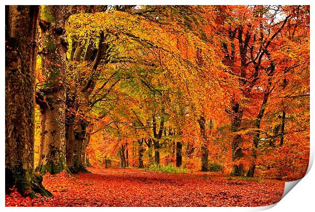  Autumn Walk Print by Mark Pritchard