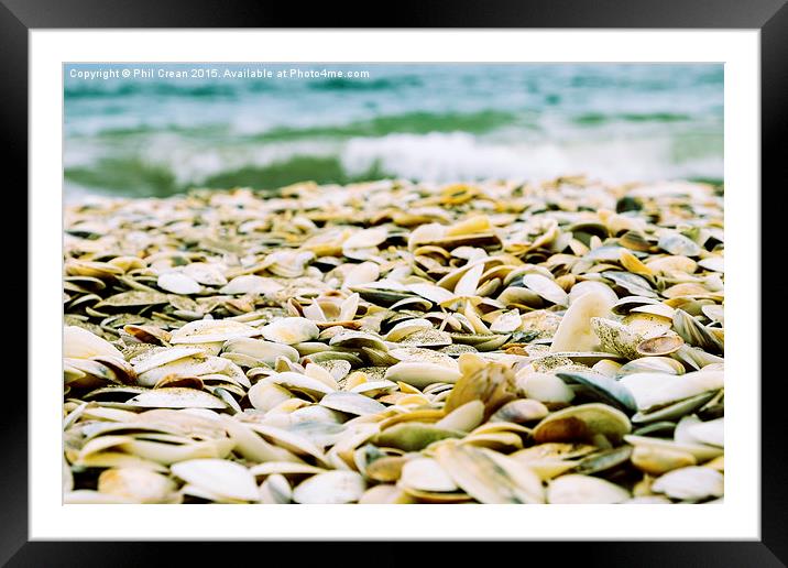  Seashells on Northland beach, New Zealand Framed Mounted Print by Phil Crean