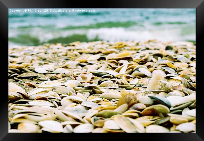  Seashells on Northland beach, New Zealand Framed Print by Phil Crean