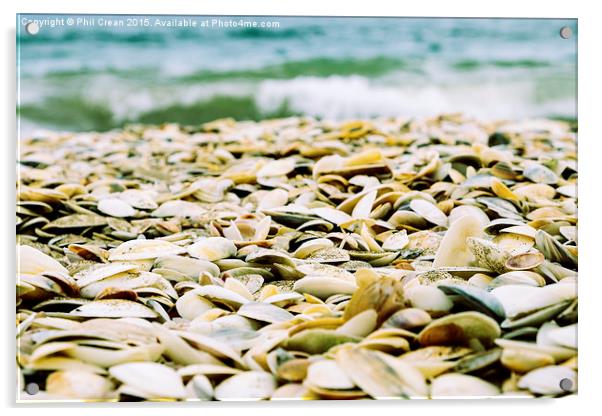  Seashells on Northland beach, New Zealand Acrylic by Phil Crean