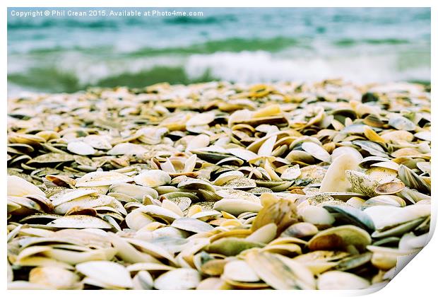  Seashells on Northland beach, New Zealand Print by Phil Crean