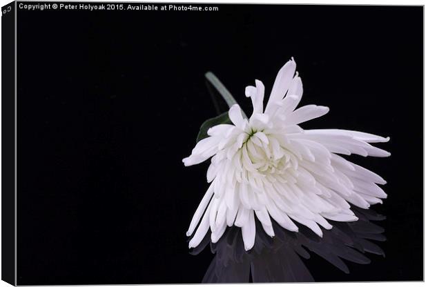 Chrysanthemum Reflection Canvas Print by Pete Holyoak
