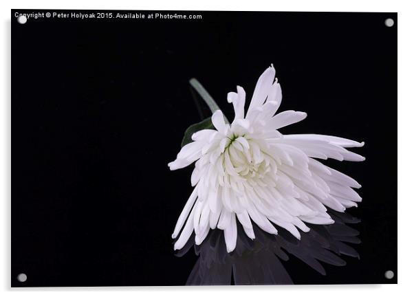 Chrysanthemum Reflection Acrylic by Pete Holyoak