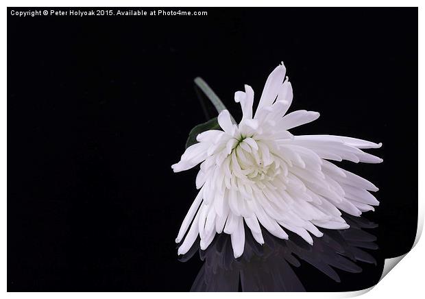 Chrysanthemum Reflection Print by Pete Holyoak