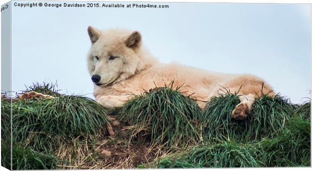  Arctic Wolf Canvas Print by George Davidson