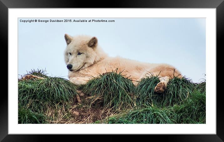  Arctic Wolf Framed Mounted Print by George Davidson