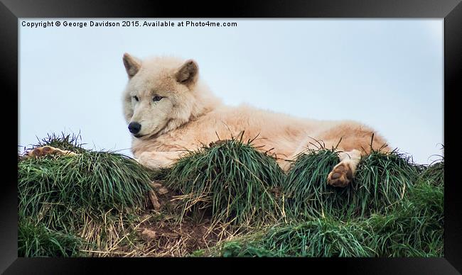  Arctic Wolf Framed Print by George Davidson