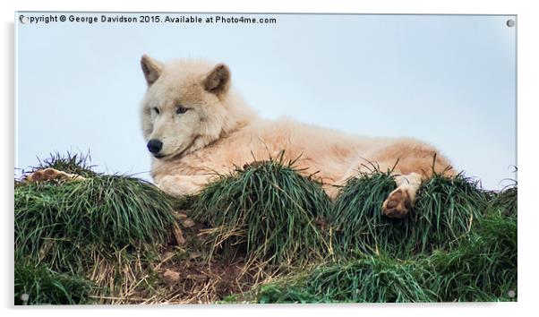  Arctic Wolf Acrylic by George Davidson