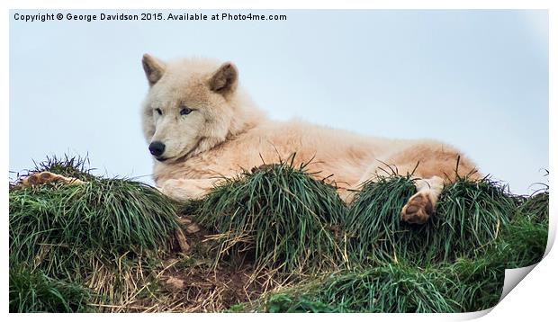  Arctic Wolf Print by George Davidson
