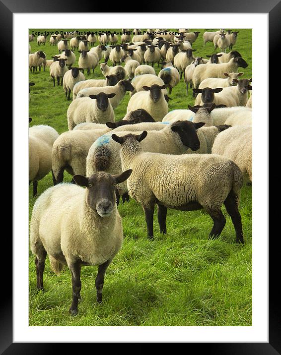 Flock of Blackface sheep, England, United Kingdom Framed Mounted Print by Bernd Tschakert