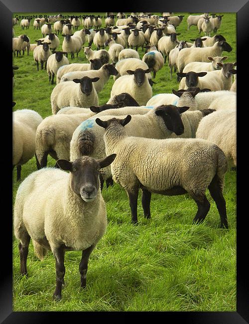  Flock of Blackface sheep, England, United Kingdom Framed Print by Bernd Tschakert