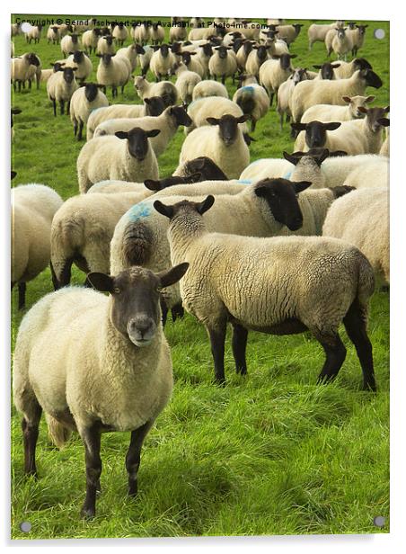  Flock of Blackface sheep, England, United Kingdom Acrylic by Bernd Tschakert
