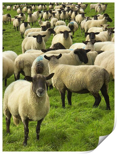  Flock of Blackface sheep, England, United Kingdom Print by Bernd Tschakert