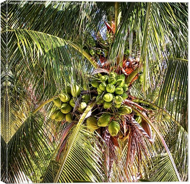  Palm Tree with Coconuts Canvas Print by Paul Williams