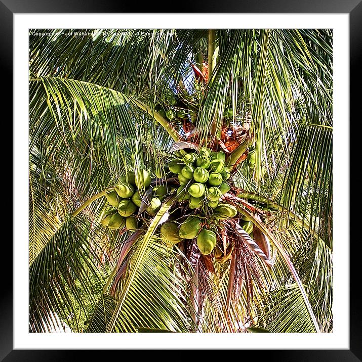  Palm Tree with Coconuts Framed Mounted Print by Paul Williams