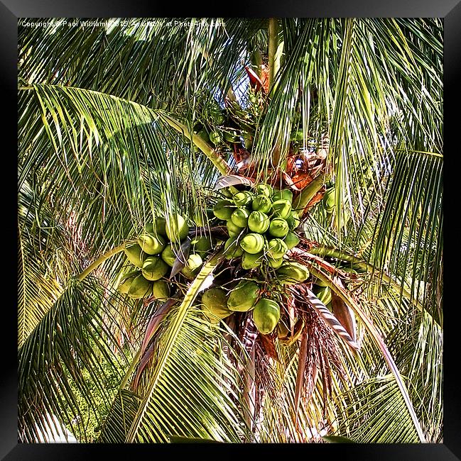  Palm Tree with Coconuts Framed Print by Paul Williams