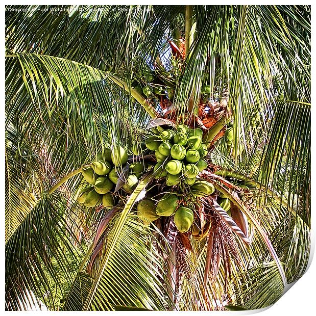  Palm Tree with Coconuts Print by Paul Williams