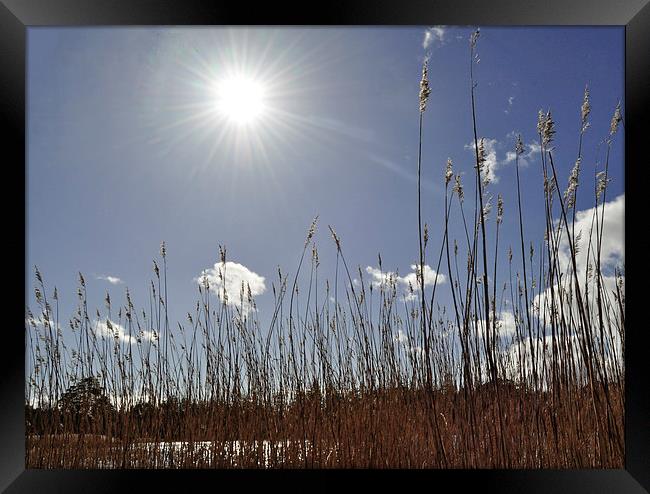  Reed Rush Framed Print by mary stevenson