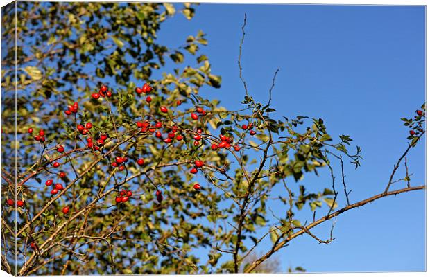 Rosehip on branch Canvas Print by Adrian Bud