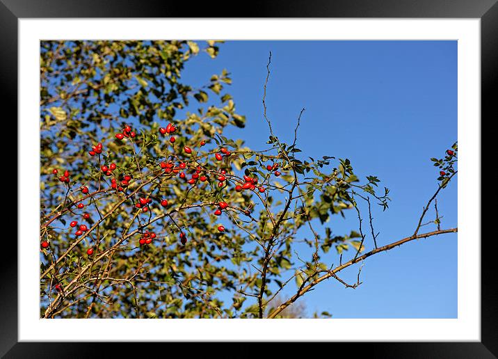 Rosehip on branch Framed Mounted Print by Adrian Bud