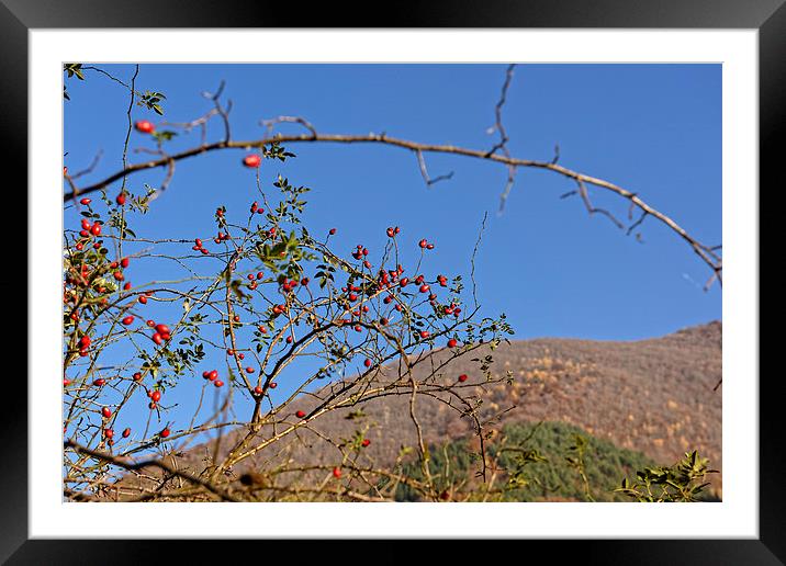 Rosehip on branch with blurred hill background Framed Mounted Print by Adrian Bud