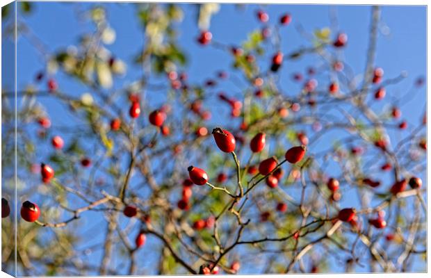 Rosehip on branches Canvas Print by Adrian Bud