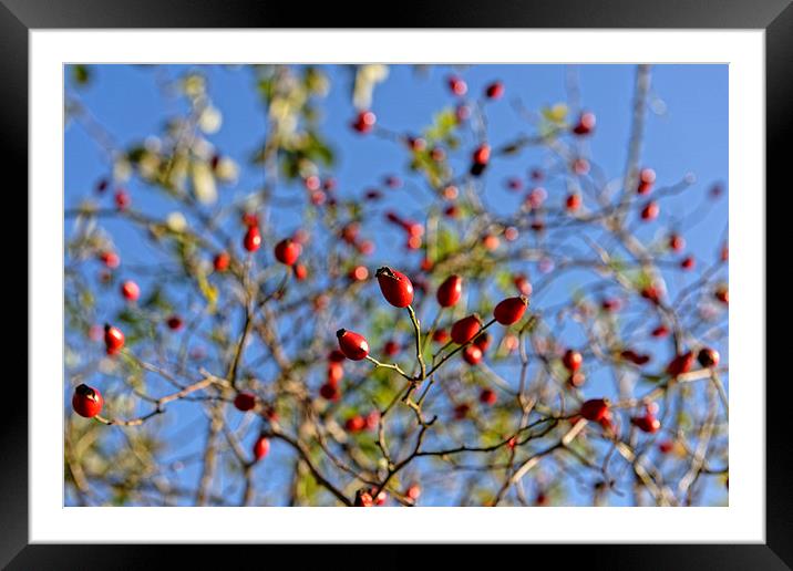 Rosehip on branches Framed Mounted Print by Adrian Bud