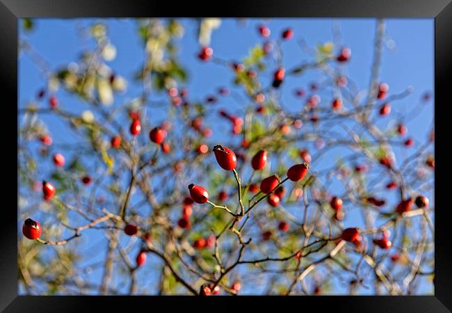 Rosehip on branches Framed Print by Adrian Bud