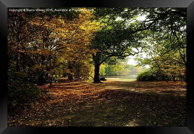  Epping Forest in Autumn Framed Print by Diana Mower