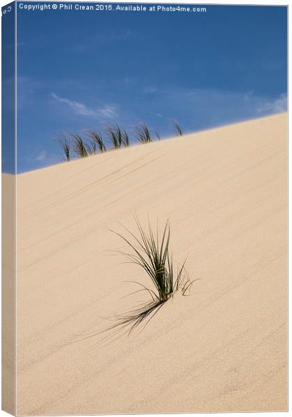  Sand dunes and grasses, New zealand Canvas Print by Phil Crean