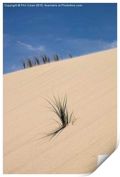  Sand dunes and grasses, New zealand Print by Phil Crean