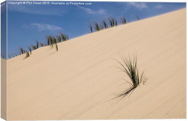  Sand dunes & reeds II New Zealand Canvas Print by Phil Crean