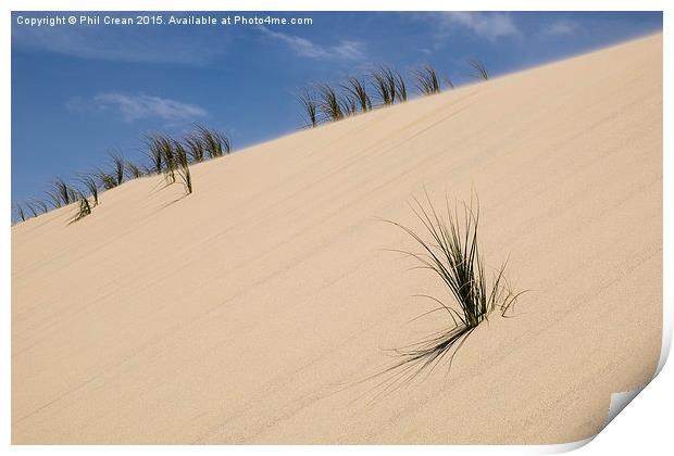  Sand dunes & reeds II New Zealand Print by Phil Crean