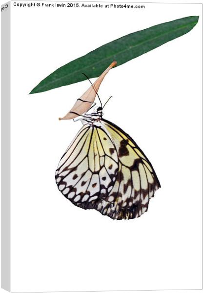  The beautiful "White Tree Nymph" butterfly Canvas Print by Frank Irwin