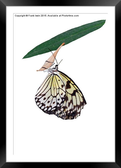  The beautiful "White Tree Nymph" butterfly Framed Mounted Print by Frank Irwin