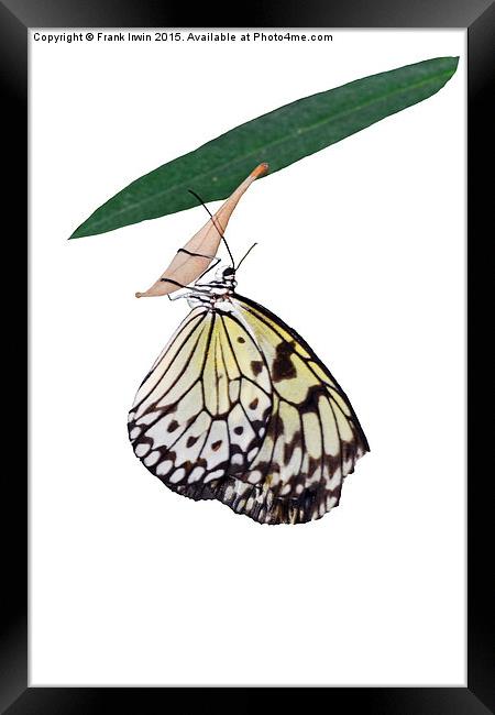  The beautiful "White Tree Nymph" butterfly Framed Print by Frank Irwin