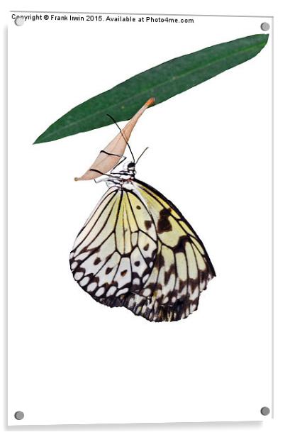  The beautiful "White Tree Nymph" butterfly Acrylic by Frank Irwin