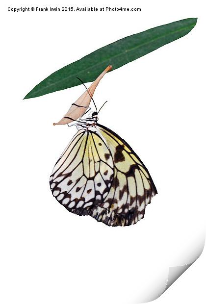  The beautiful "White Tree Nymph" butterfly Print by Frank Irwin