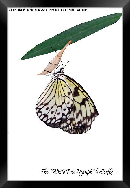 The beautiful "White Tree Nymph" butterfly Framed Print by Frank Irwin