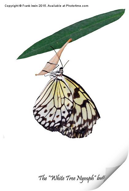 The beautiful "White Tree Nymph" butterfly Print by Frank Irwin