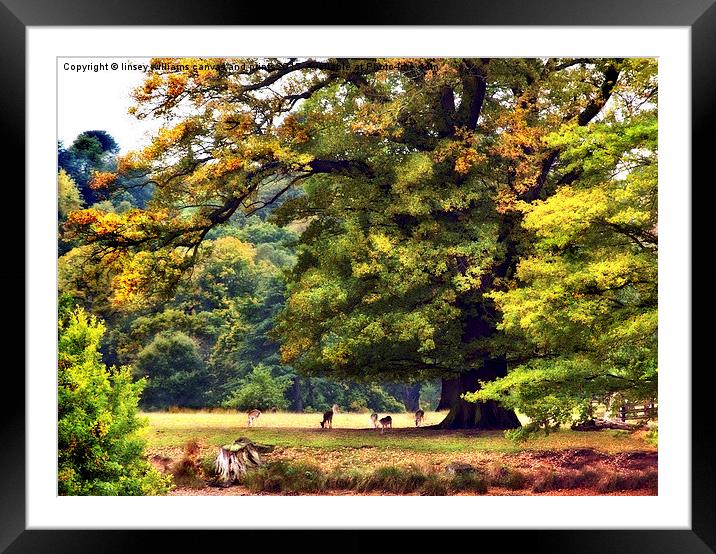Oak Tree in Autumn Framed Mounted Print by Linsey Williams