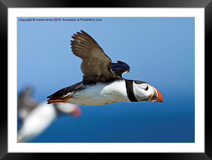 Puffin in Flight  Framed Mounted Print by Martin Kemp Wildlife
