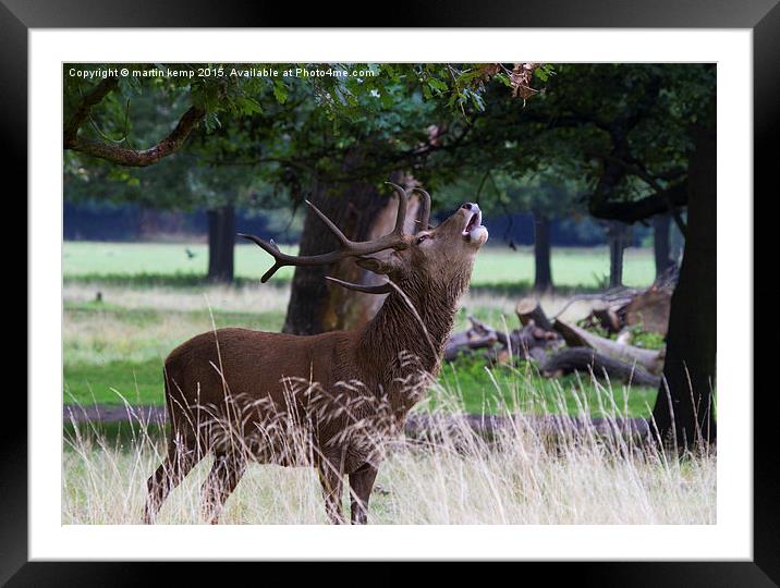 Roaring Stag   Framed Mounted Print by Martin Kemp Wildlife